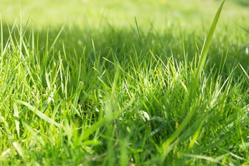 Spring Flowers In The Garden