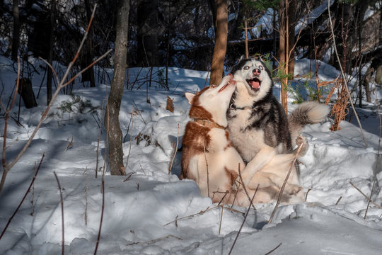 Dogs playing in the snow. Siberian husky dogs have fun fighting and biting on walk in  winter forest
