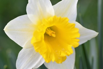 Close-up image of a colourful Spring daffodil.