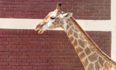Giraffe - Head View