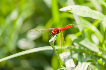 Red Migrant Hawker