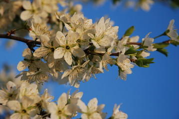 flowering fruit tree