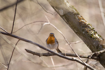 A robin sits on a branch