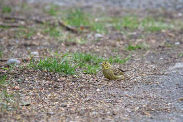 Gold Chambers are sitting on the ground eating devoured birdseed