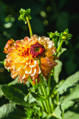 Dahlia flower grown in wild field