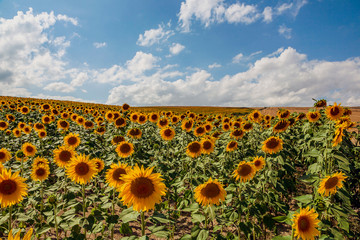 field of sunflowers in burgos