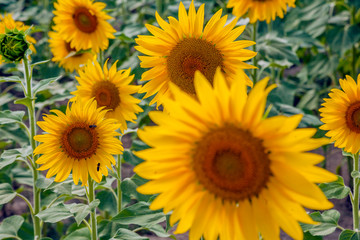 happy sunflowers in the field pollinated by bees