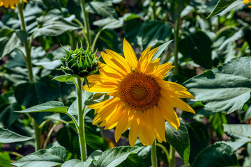 happy sunflowers in the field pollinated by bees