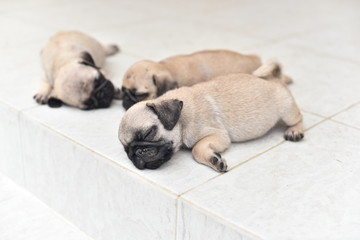 Cute puppy brown Pug sleeping in front of house after eat feed