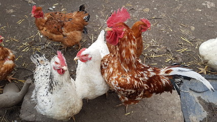 Rooster and chicken