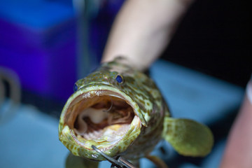 male hands hold a large grouper with open mouth