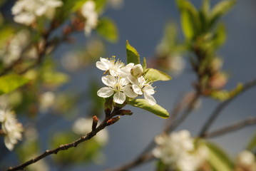 blooming cherry