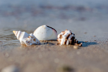 Seashell 