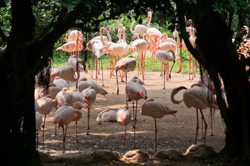 flamingo in garden