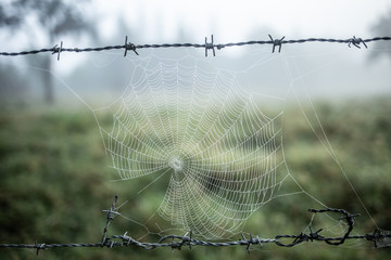 Tela araña