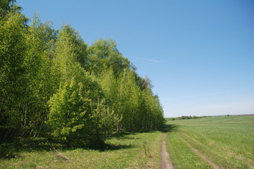 spring forest