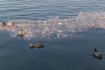 Ducks swimming in pollution