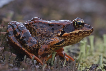 Frosch