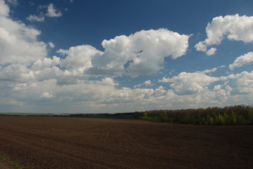 sown fields