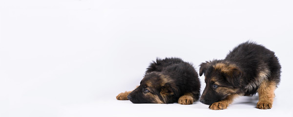two german shepherd puppy on a white background