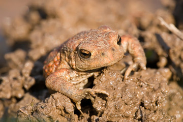 Erdkröte Bufo bufo