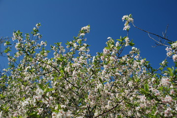 blooming cherry