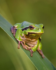 Laubfrosch