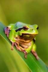 Laubfrosch