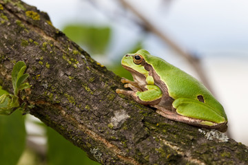Laubfrosch