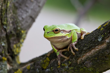 Laubfrosch