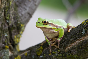 Laubfrosch