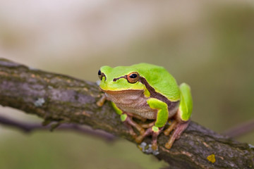 Laubfrosch