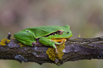Laubfrosch