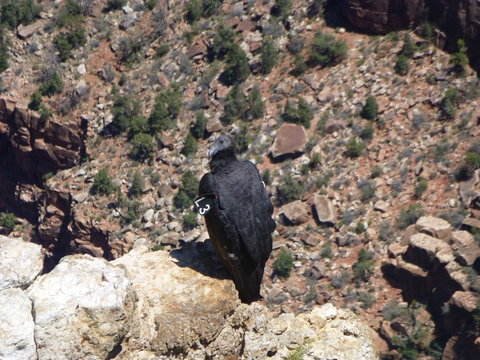 La Mirada del sope