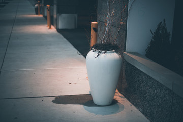 Plant in a Spotlight on a Sidewalk