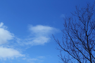 Bare tree branches in the foreground in front of fluffy white clouds and blue sky