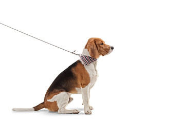 Profile shot of a beagle dog on a leash with a scarf on a leash