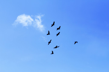 A flock of flying birds against the blue sky