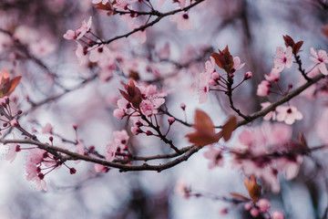Spring cherry blossoms, pink flowers