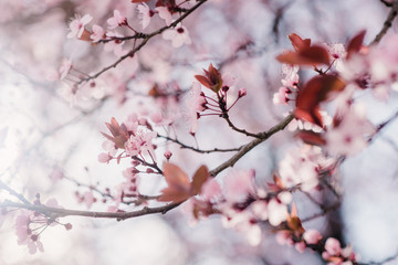 Spring cherry blossoms, pink flowers