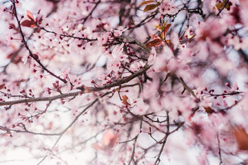 Spring cherry blossoms, pink flowers