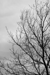 Fototapeta na wymiar Bare tree branches against the sky
