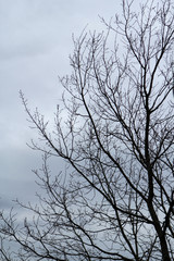 Obraz premium Bare tree branches against the sky