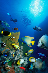 Barracuda, coral, reef fish, and SCUBA diver in Coral Sea, Australia
