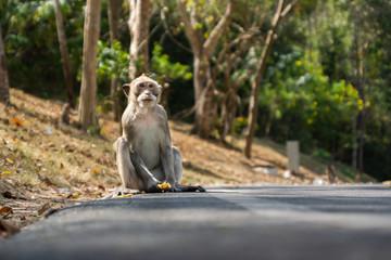 Little monkey sitting on the road