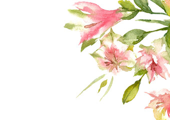 Alstroemeria on white background. Top view of Pink Peruvian Lily. Greetings Card. Watercolor illustration.