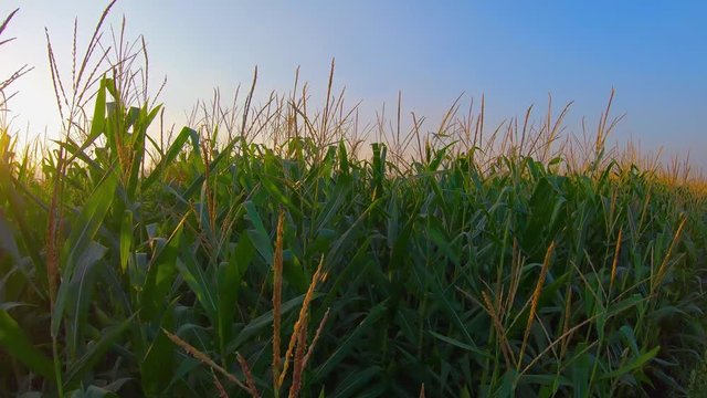 Landscape green corn farms in agricultural garden Thailand. Crane shot, size 4k