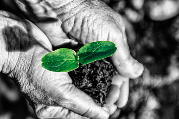 Green plant or vegetable seedling in the hands of a gardener. Black-white effect with selective color. View from above.