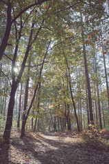View of a path in a forest against the sun, color toning applied.