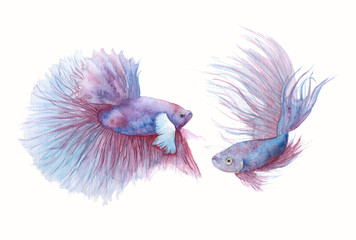 Obraz premium watercolor beautiful fish